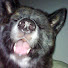 4gubGHG1Gew-channel-avatar-K-9Gamer