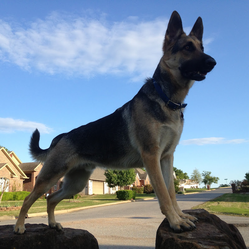 Odin the German Shepherd icon