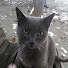 XV2MxD779c0-channel-avatar-Helveticana