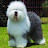 @sheepdogfloat9512