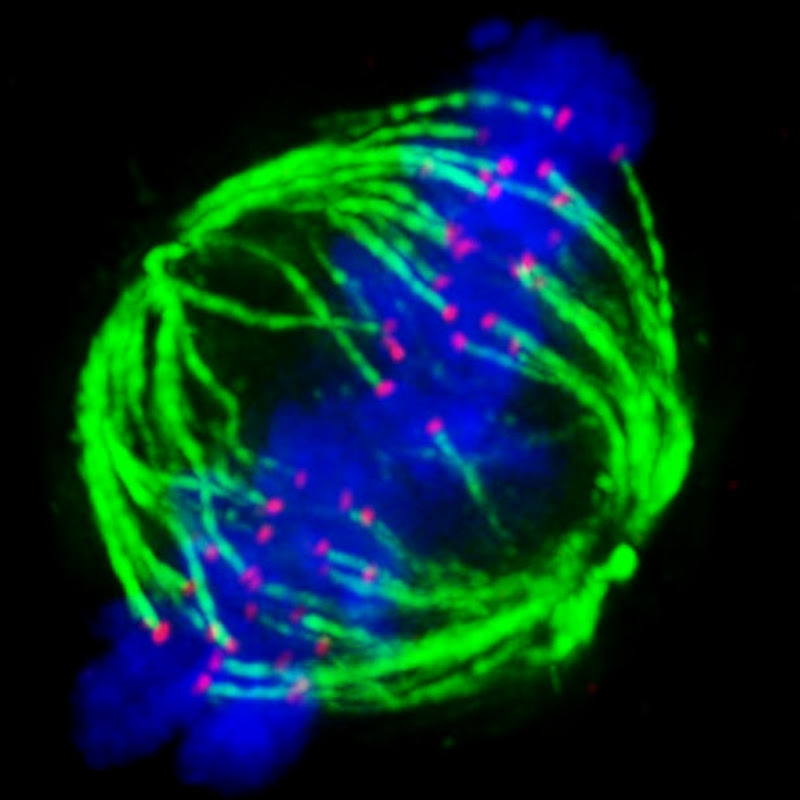 Manchester Bioimaging