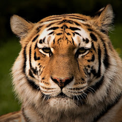 Mr Tiger avatar