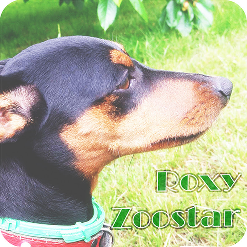 Roxy ZooStar
