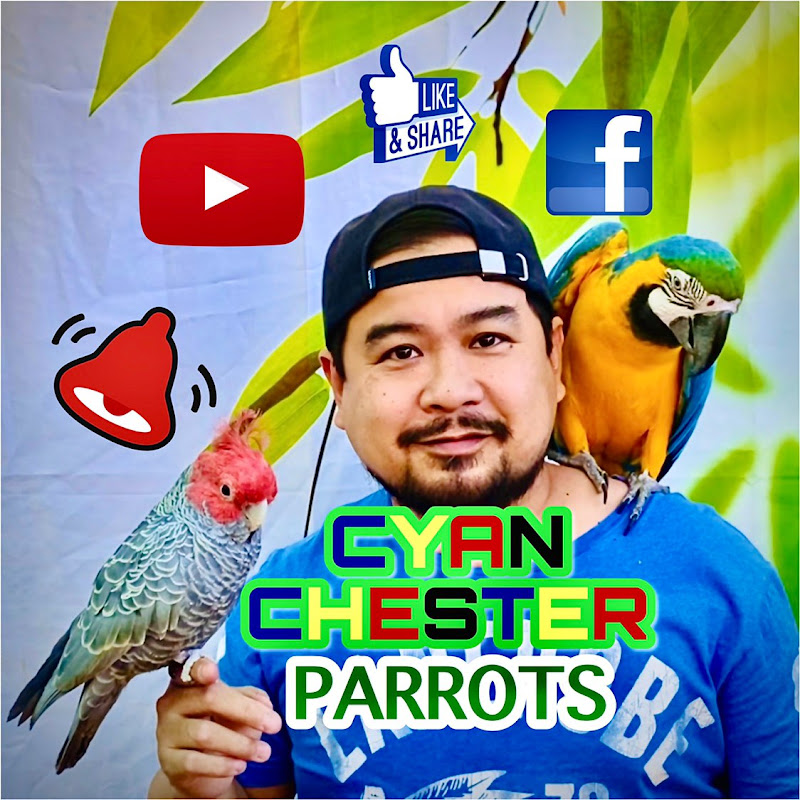 Cyan Chester Parrots