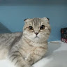 Автор