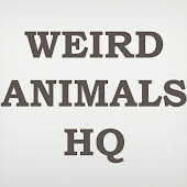 Weird Animals HQ