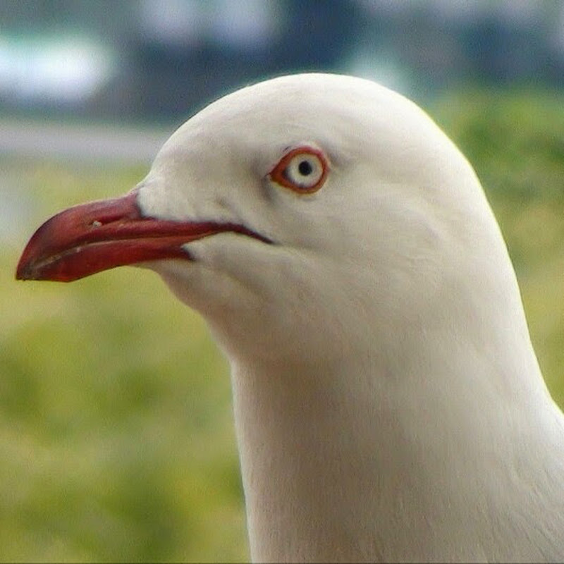 BloodySeaGulls -