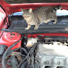 Автор