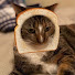 _xQwfXAfFGs-channel-avatar-IHateSushi Sushi