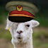 1_pBUNA97PE-channel-avatar-General Alpaca