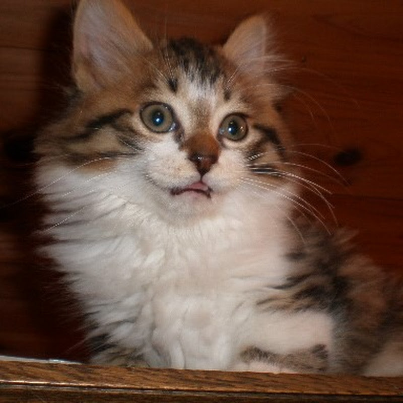 ゆっくりと、わたし暮らし