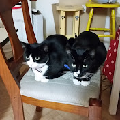 Sam and Bella Tuxedo cats