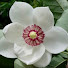 M2vCH173rmU-channel-avatar-Steel Magnolia