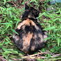 野良猫王国 cat videos