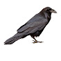 Road Ravens 1 logo