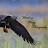 Whistling Wings Photography