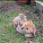 @many_cotton