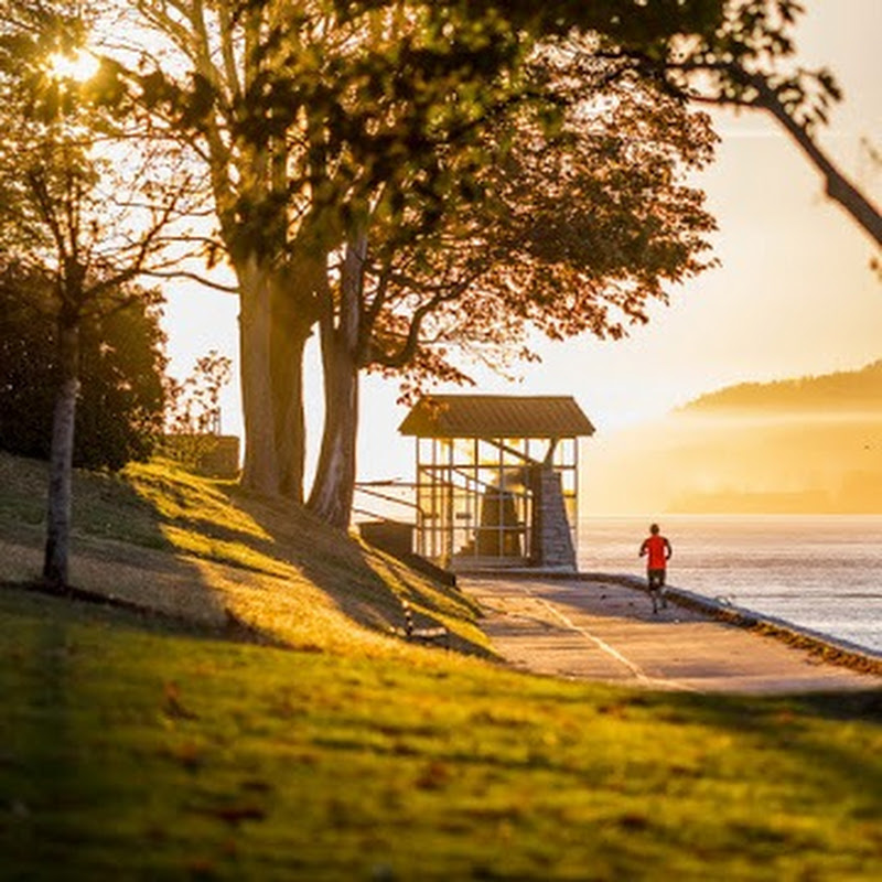 힐링트리뮤직Healing Tree Music Logo