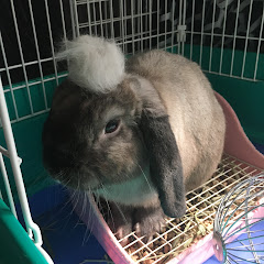 やぐまん先生