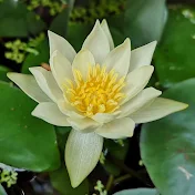 庭の池チャンネル