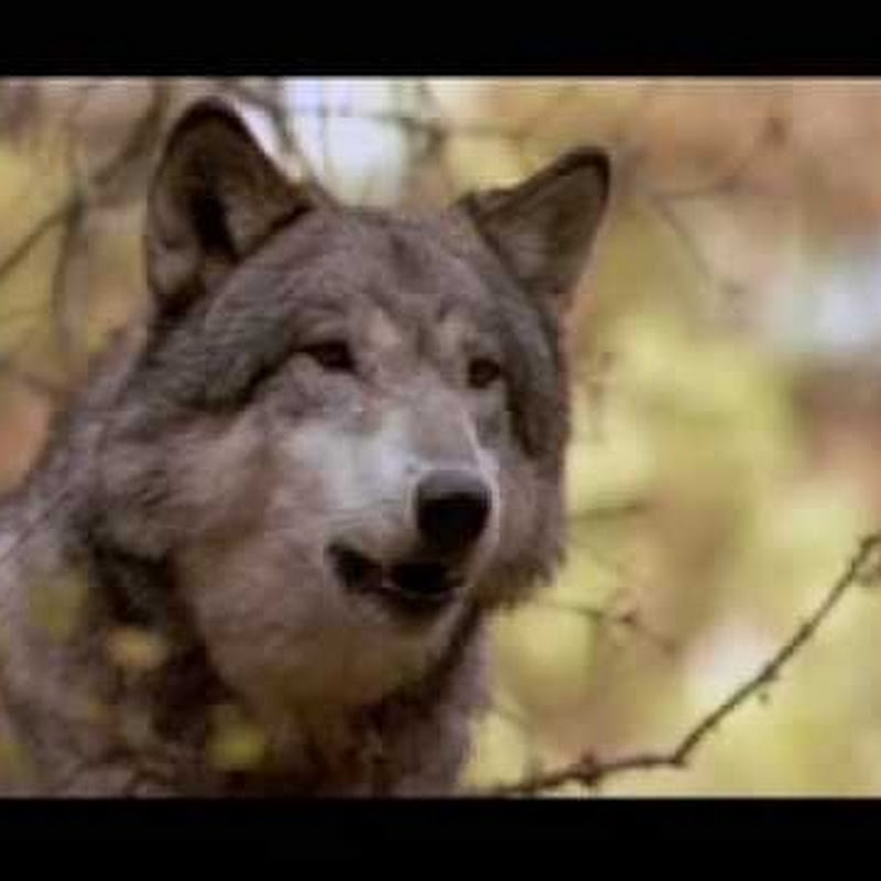 Moonlightwolfpup