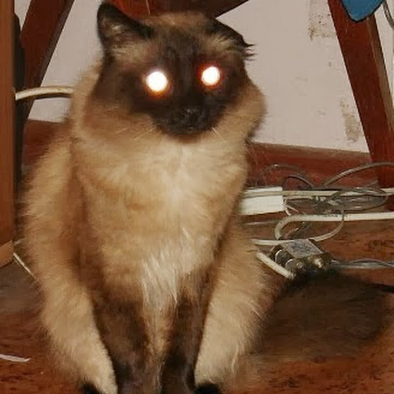 Catspace icon