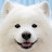 @Samoyed_7