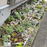 2m9BfTSnYnE-channel-avatar-多肉植物 geee