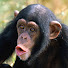 PV4GKu_A10U-channel-avatar-chimp friend