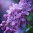 @asalikcom7287