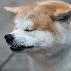 T 。