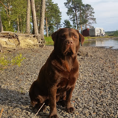 Tip De Bruine Labrador Avatar