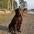 BYewGVEy5QA-channel-avatar-Tip De Bruine Labrador