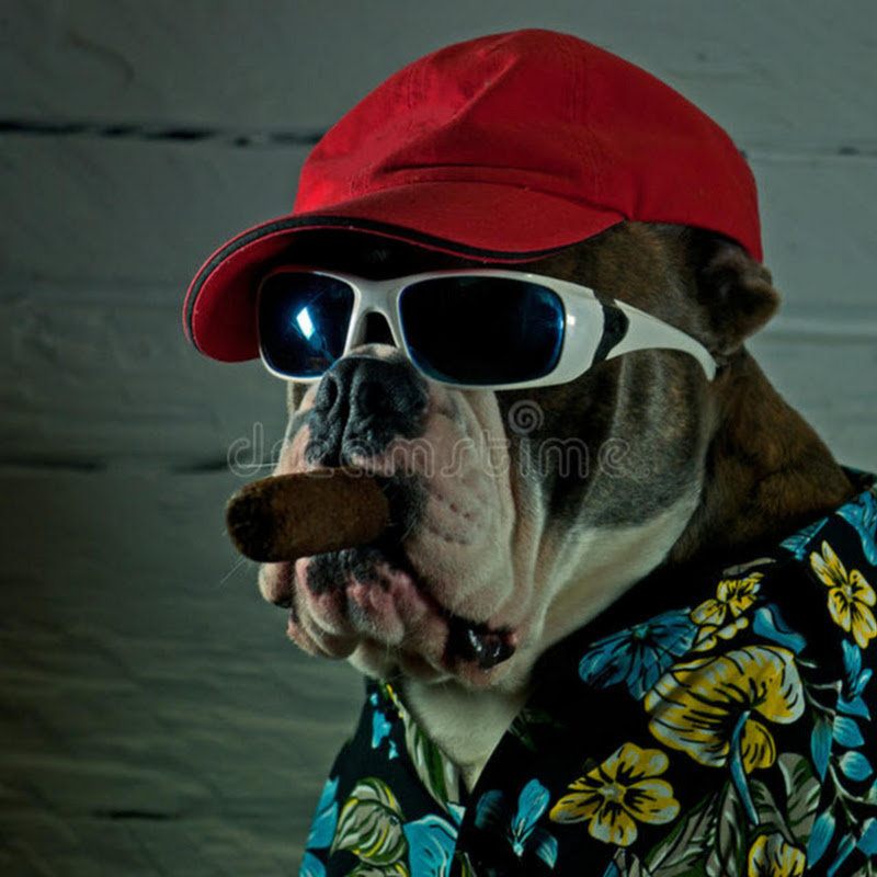 Mad Dogg