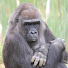 DGmYuVrgoxA-channel-avatar-Primate Conservation