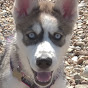 Hardware Husky