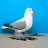 @pigeonstalk