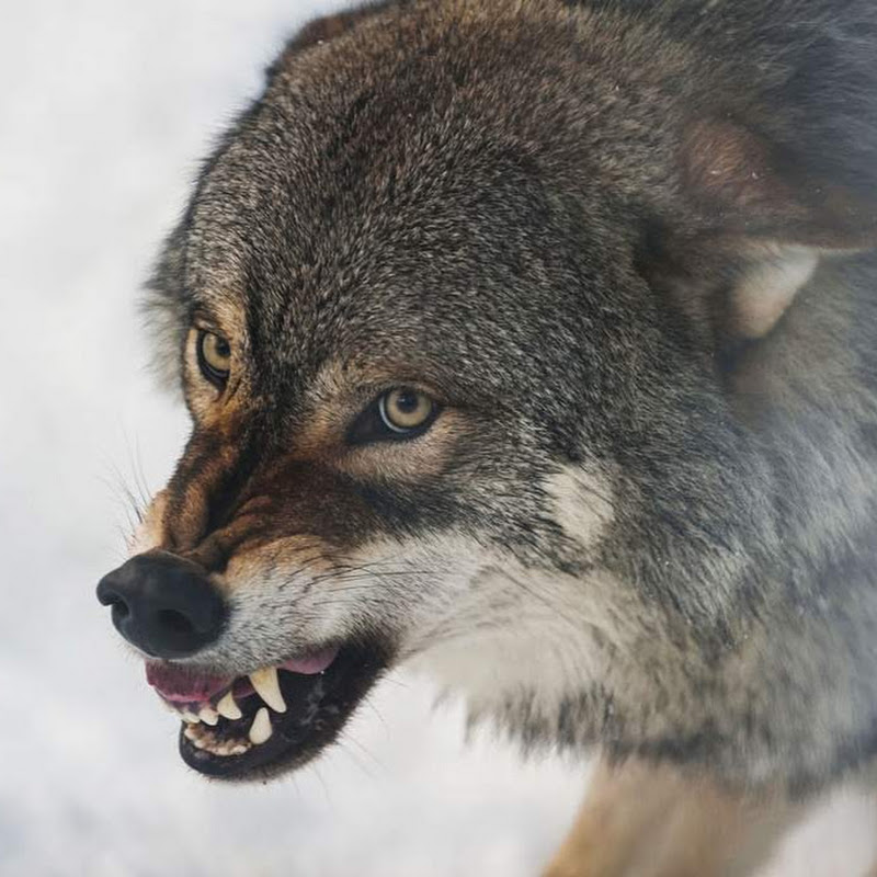 Kommander Wulf