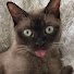 KlcJs3ogHoE-channel-avatar-Cute Burmese Cat