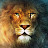 Lion King13