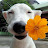 @kees2780