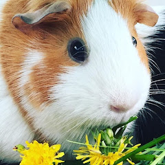 Candid Cavy