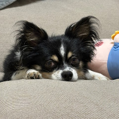 いしだあこ