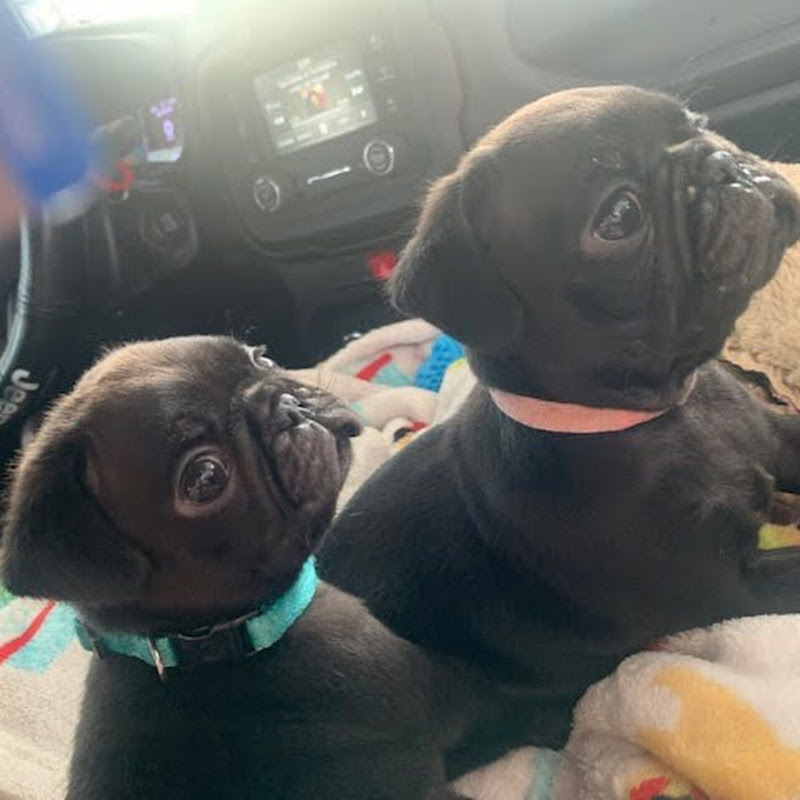 Two Pugs Play