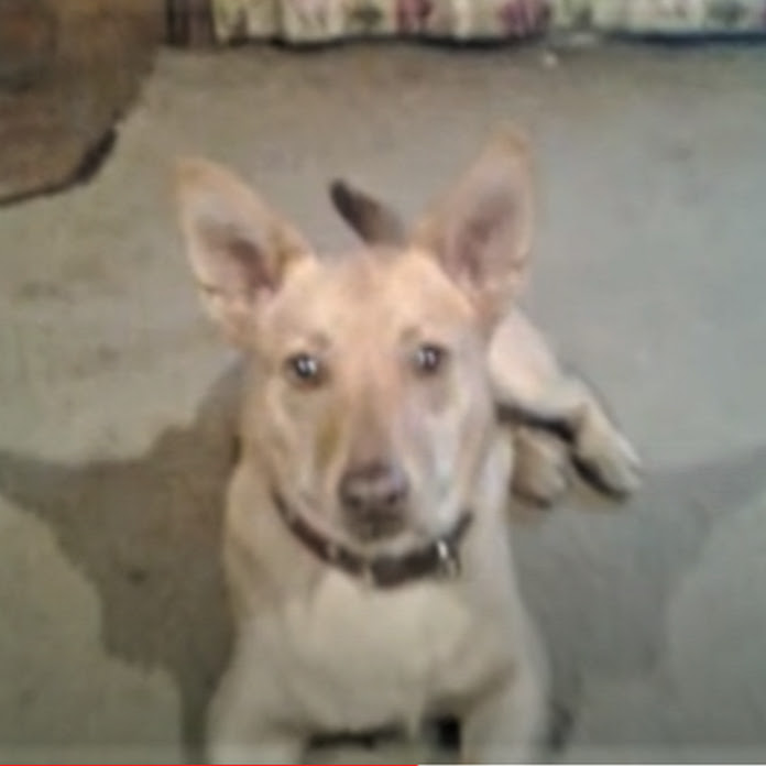 Electricchris1 Net Worth & Earnings (2026)