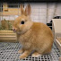 SBlmYVDJ7KM-channel-avatar-うさぎ飼い運転士