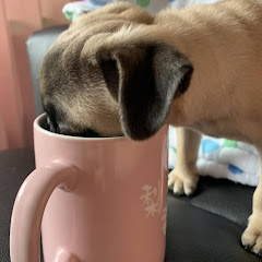 子犬バニラとココア「家有狗狗」アイコン画像