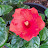 @hibiscus7