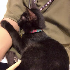 Blackcat
