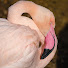 1spN4KIw4XM-channel-avatar-The Gentle Flamingo